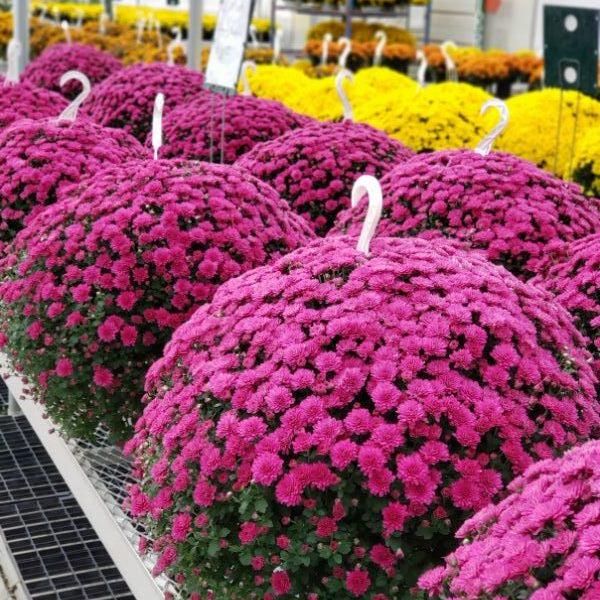 11 inch Mum Hanging Basket