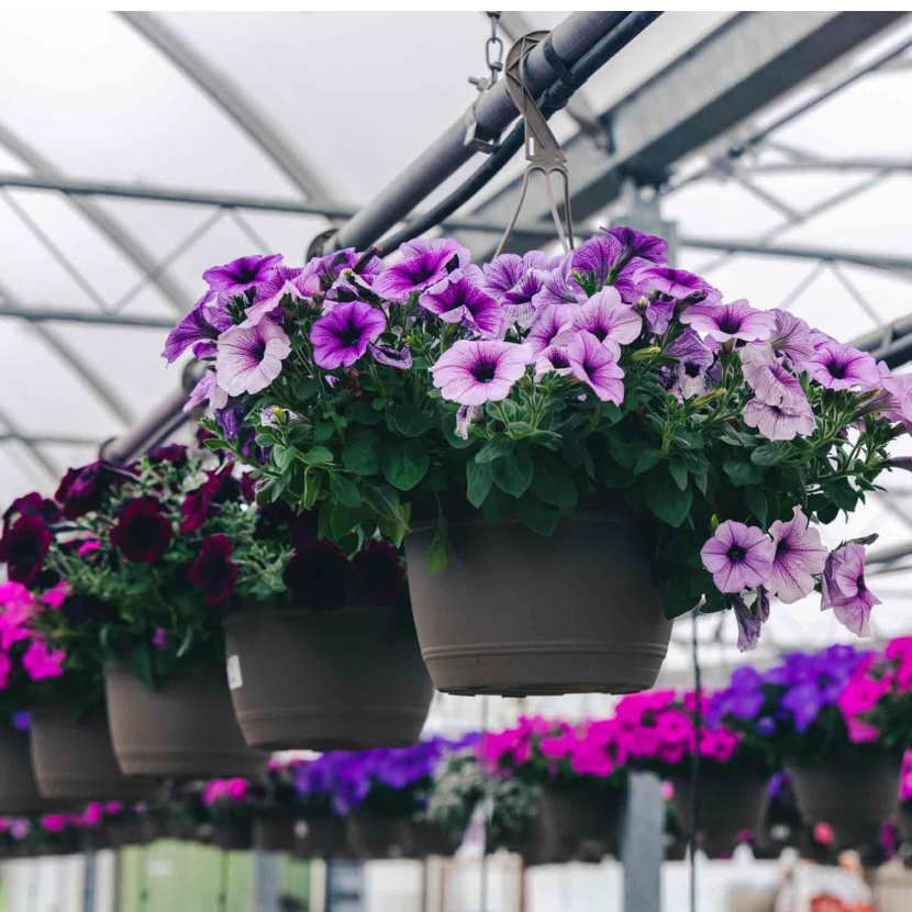 11 Inch Combo Hanging Basket (SB)