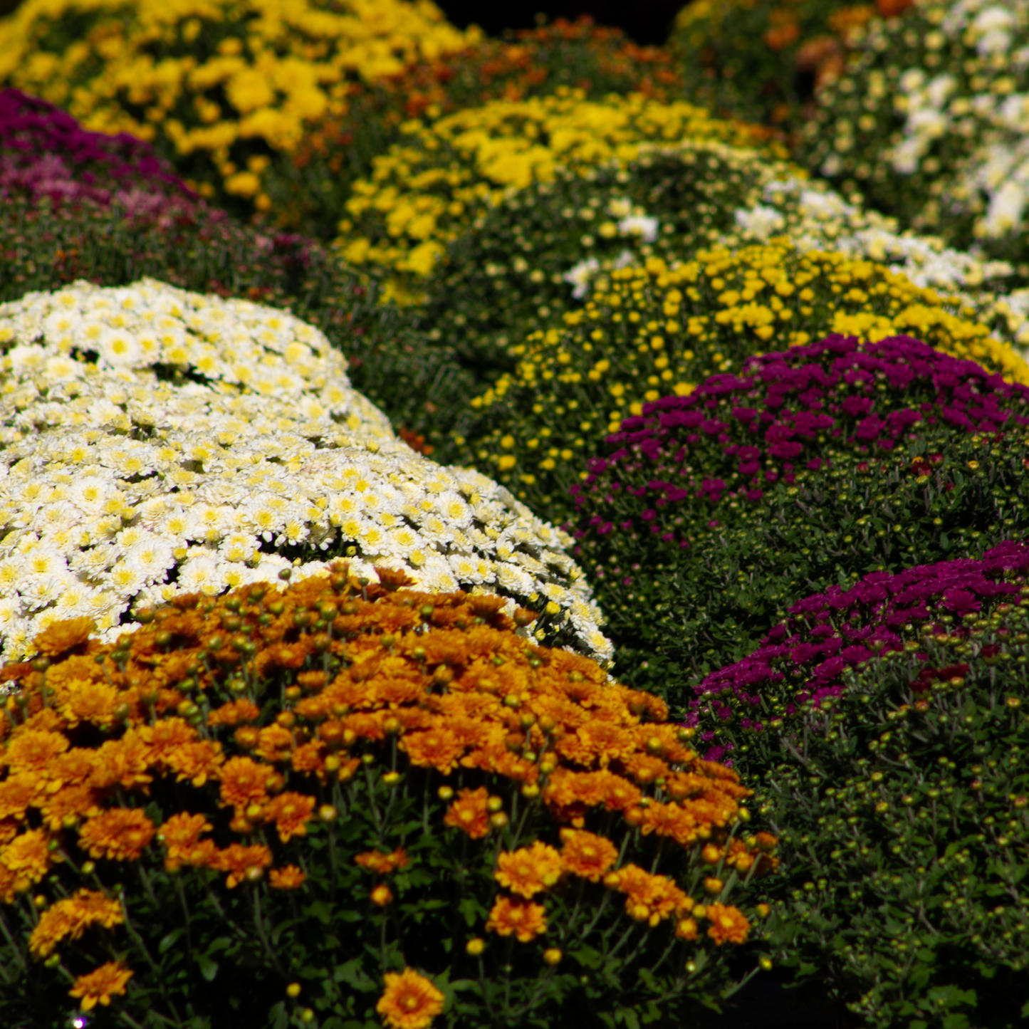12 inch Hardy Mum