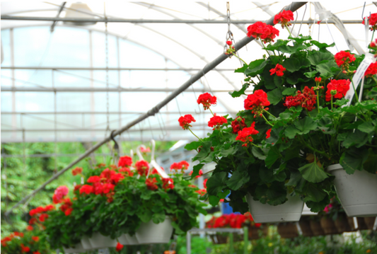 12 inch Assorted Geranium Hanging Basket