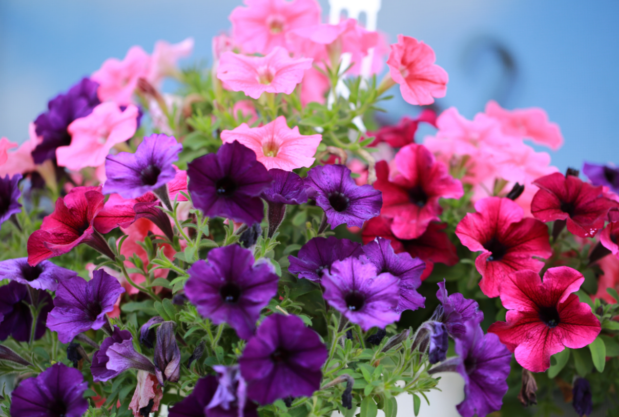 10 inch Petunia Assorted Hanging Baskets