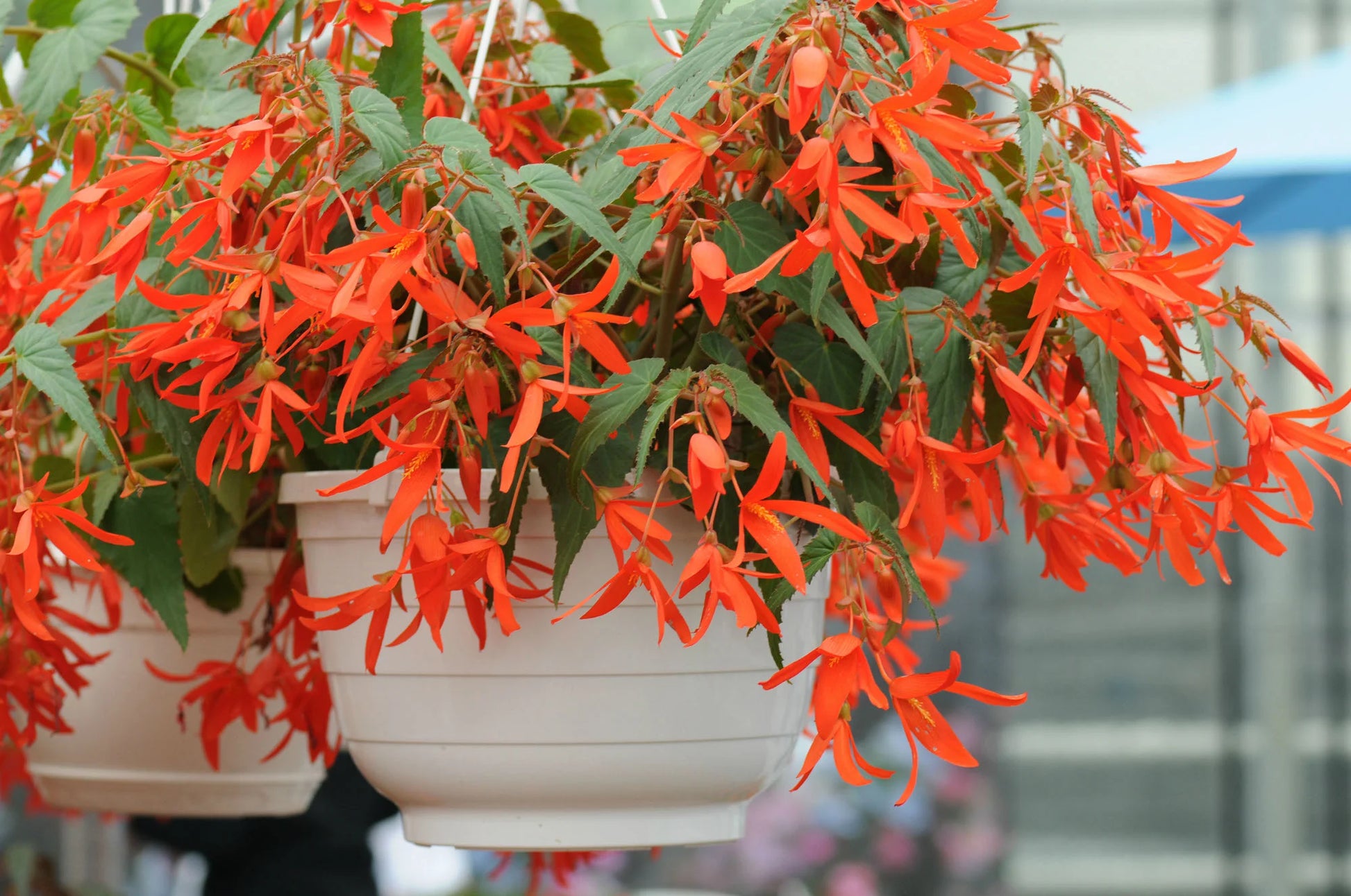 begonia hanging plants 10 Inch Assorted Begonia Hanging Basket – Bear Creek Bloom
